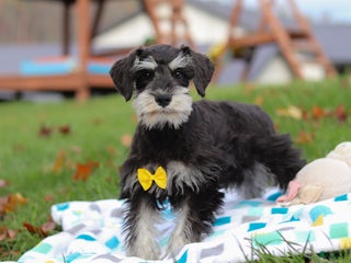 Miniature Schnauzer dogs - Ad 17