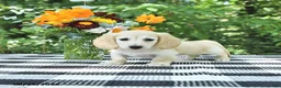 Miniature Dachshund dogs for sale: Daisy - Ad 3