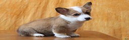 Welsh Corgi Pembroke dogs for sale: Brady - Ad 6