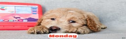 Goldendoodle dogs for sale: Monday - Ad 8