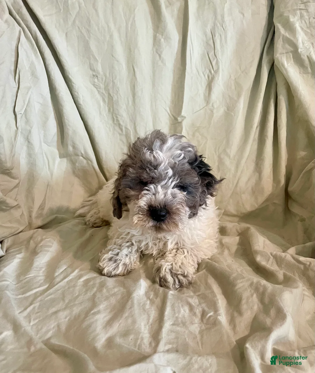 Cockapoo dogs for sale: Butch - Ad 2
