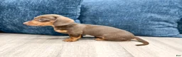 Miniature Dachshund dogs for sale: Cocoa - Ad 5
