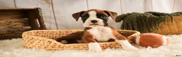 Boxer dogs for sale: Macchiato - Ad 3