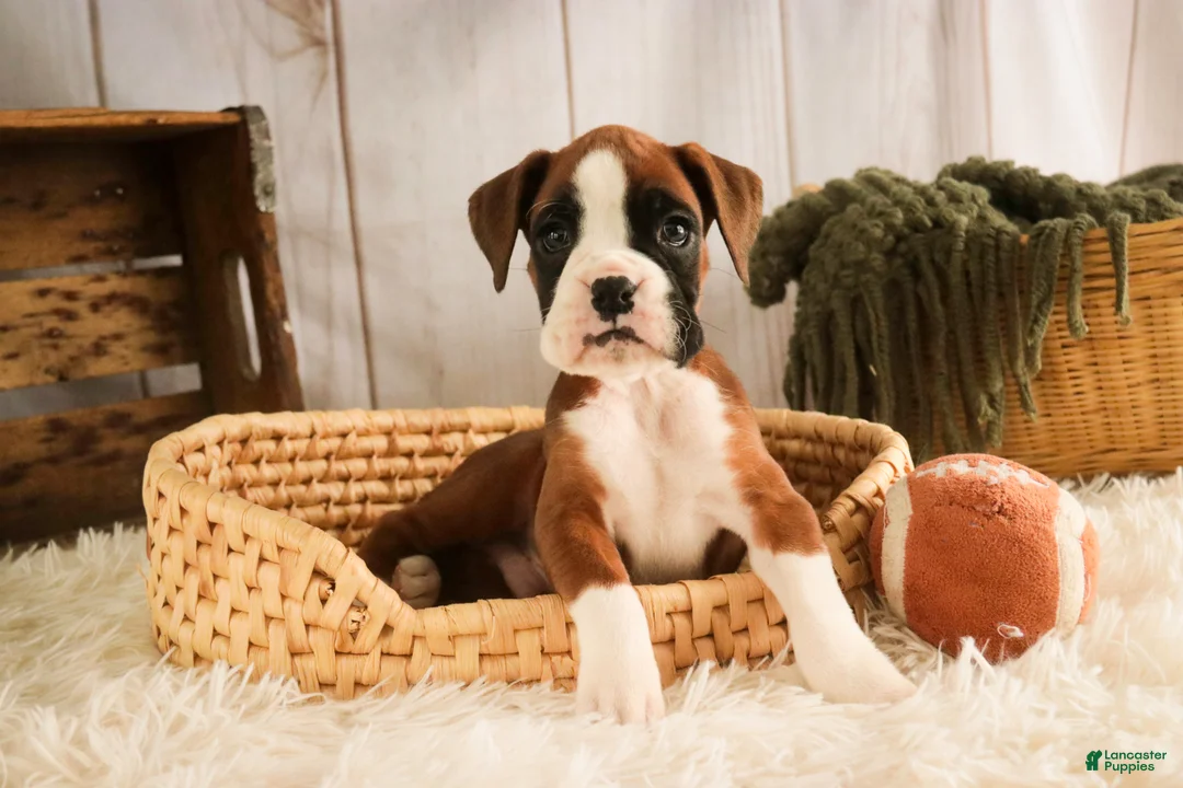 Boxer dogs for sale: Macchiato - Ad 3