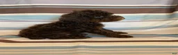 Mixed Breed dogs for sale: Chocolate Phantom Male - Ad 5