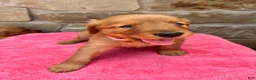 Golden Retriever dogs for sale: Golden Retriever 3 - Ad 2
