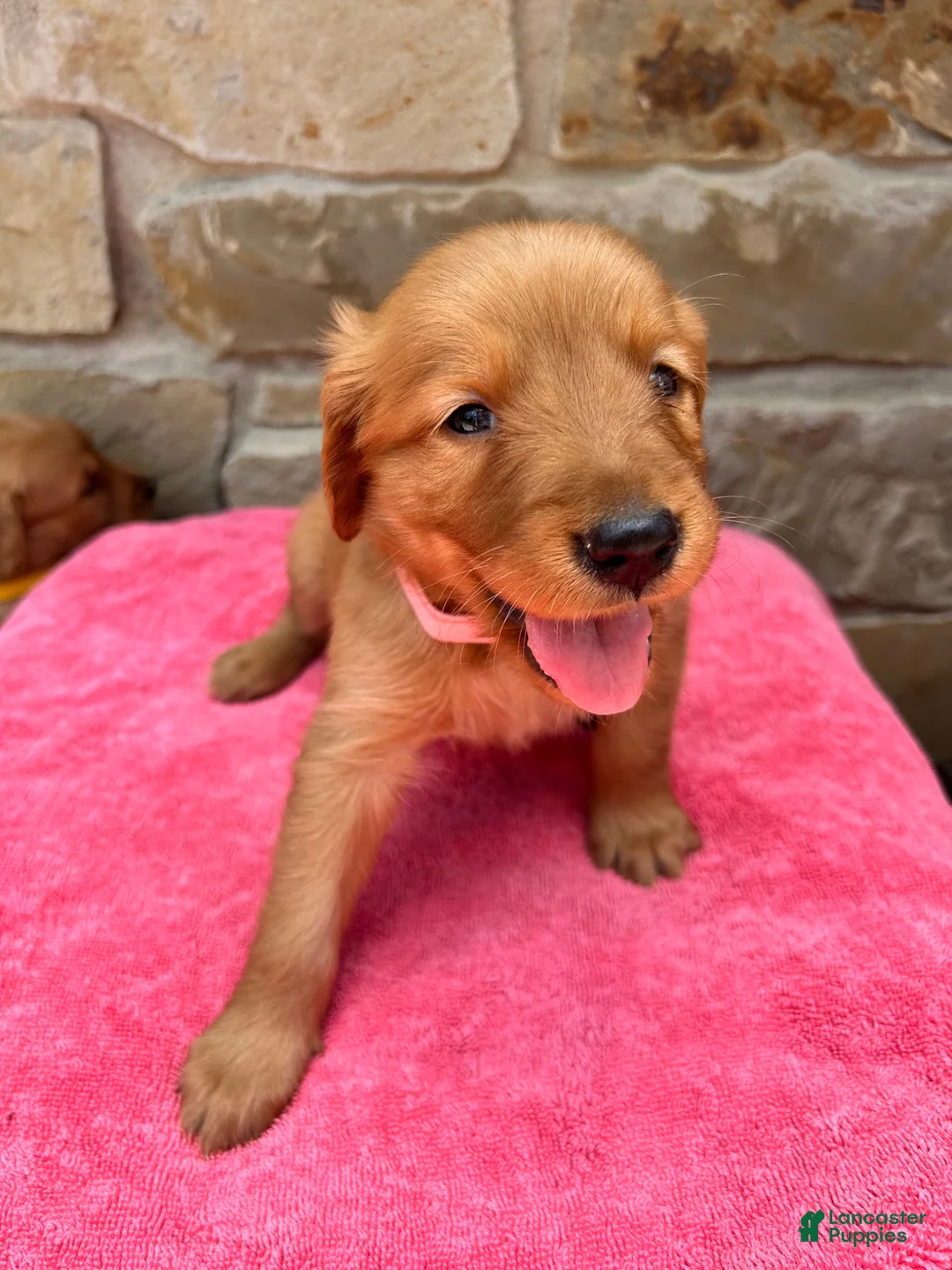 Golden Retriever dogs for sale: Golden Retriever 3 - Ad 2
