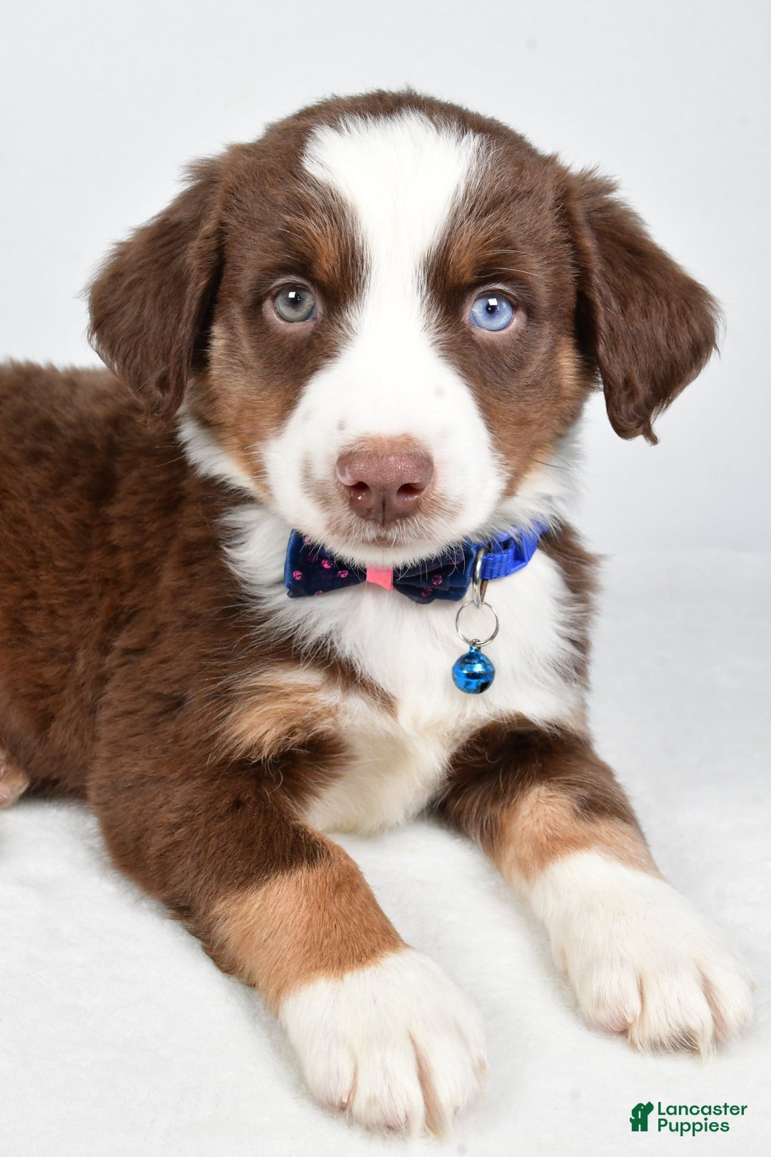Miniature Australian Shepherd dogs for sale: Rusty - Ad 10