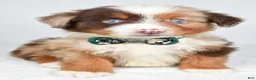 Miniature Australian Shepherd dogs for sale: Kyson  - Ad 3