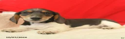 Dachshund dogs for sale: Melvin  - Ad 4