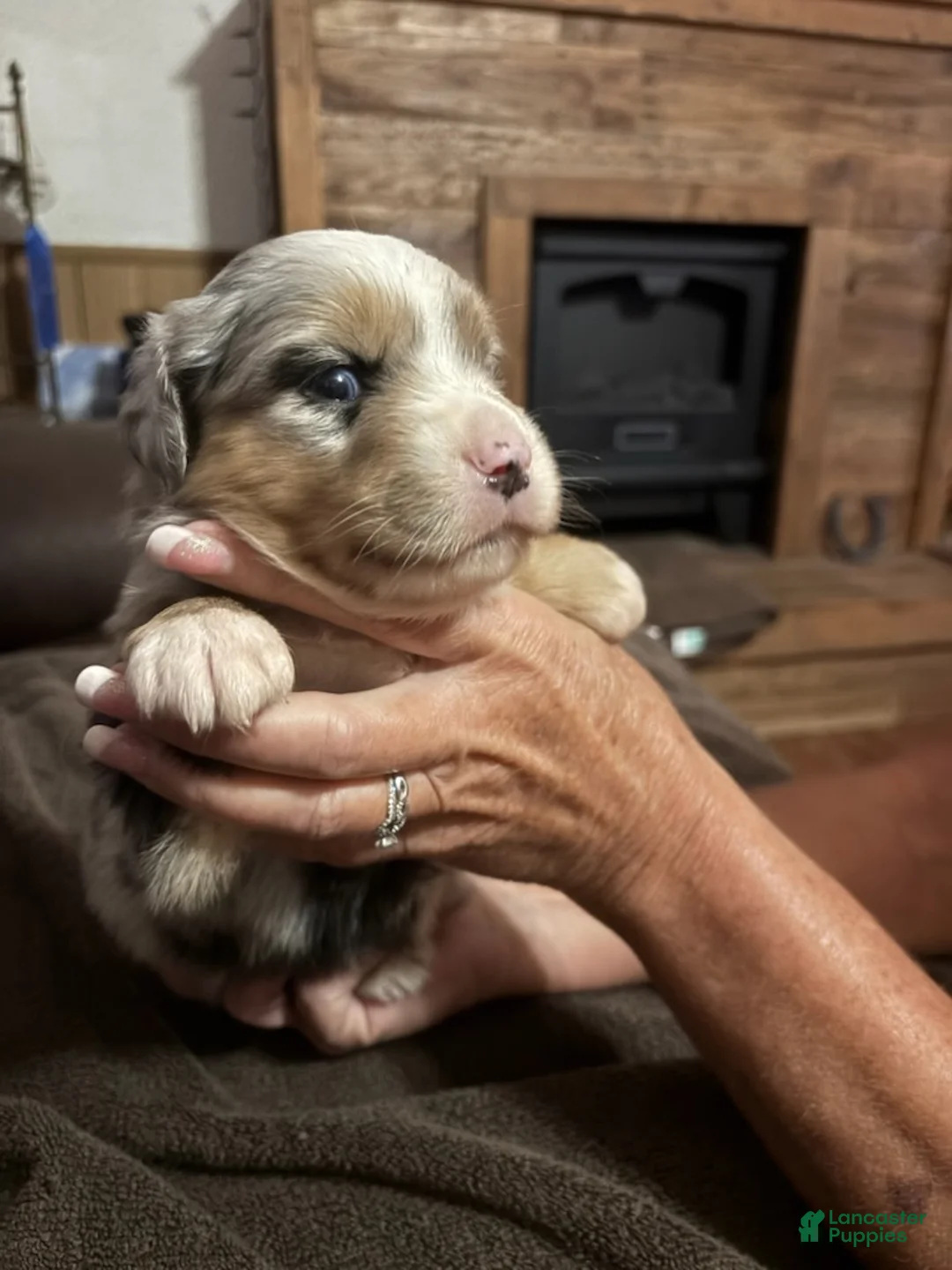 Mini Aussiedoodle dogs for sale: Girl 1  - Ad 2
