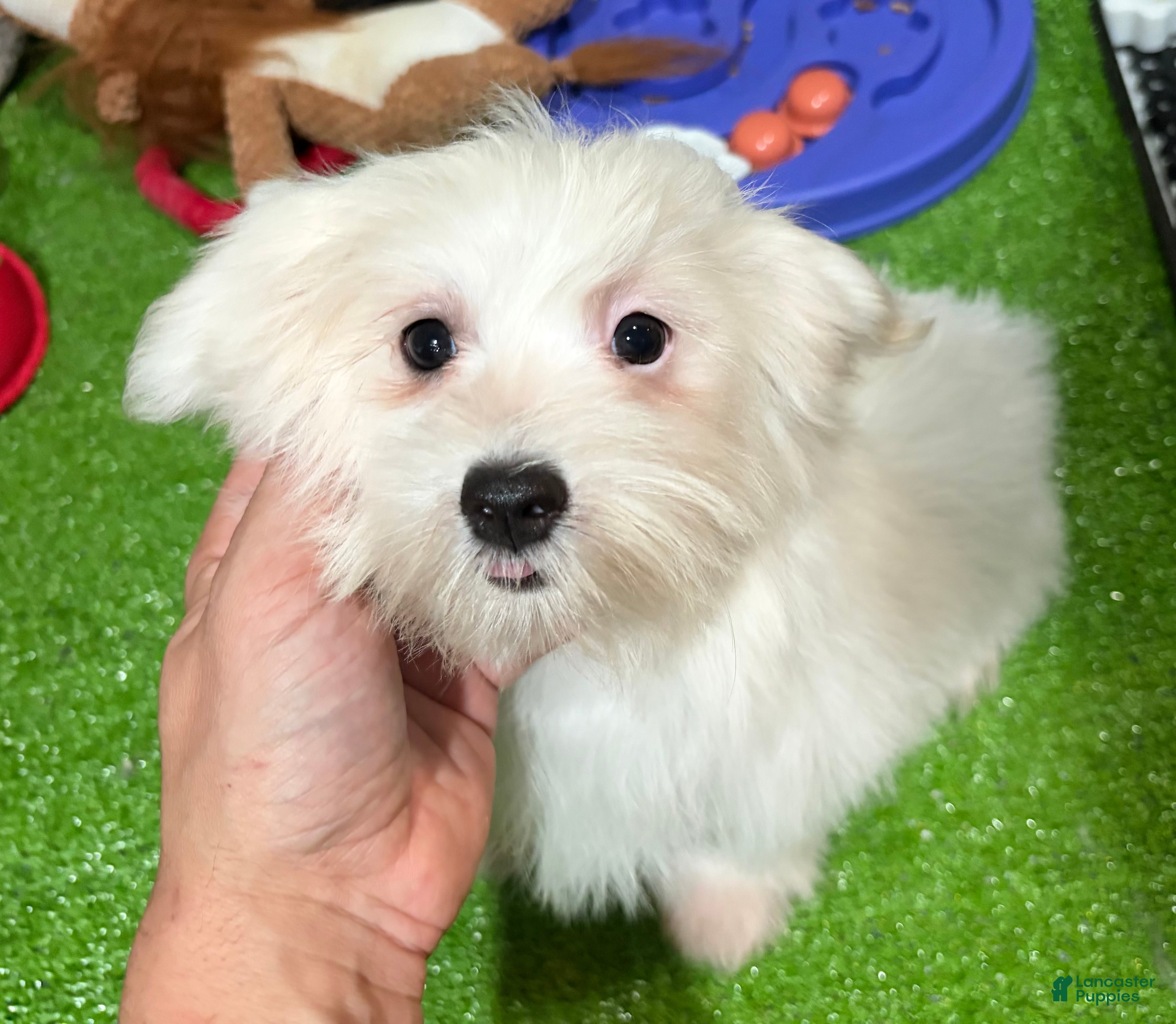 Maltese dogs Iara - Ad 1