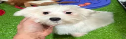 Maltese dogs for sale: Iara - Ad 1