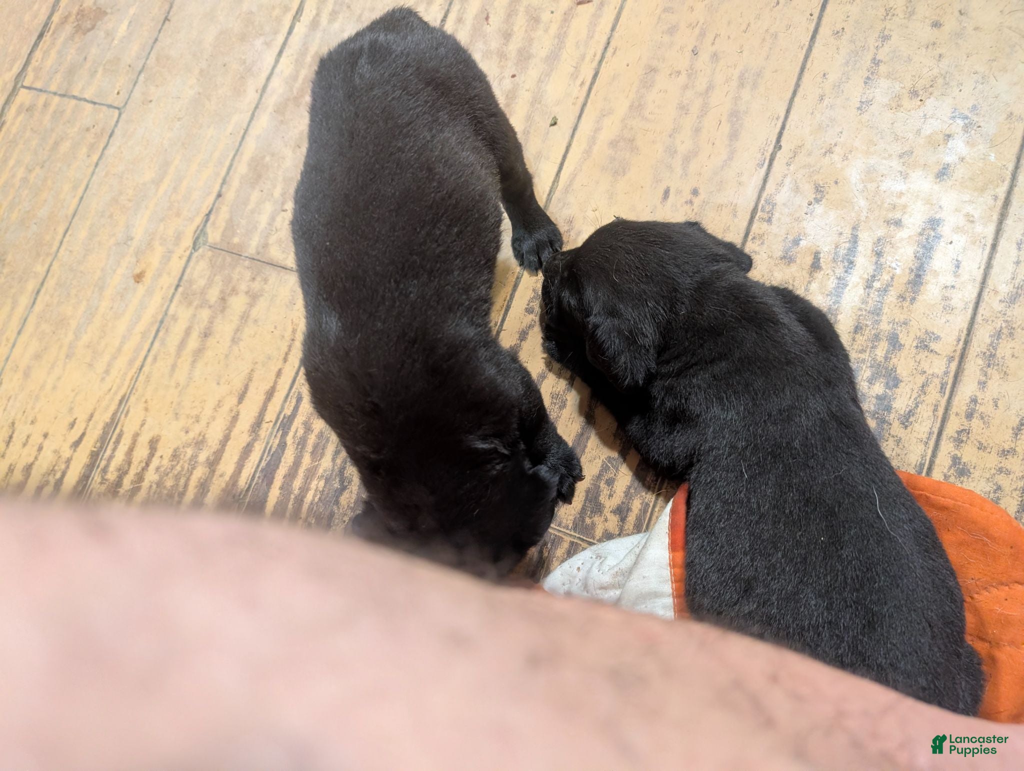 Mixed Breed dogs Black Bullmastador pup - Ad 1