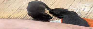 Black Bullmastador pup