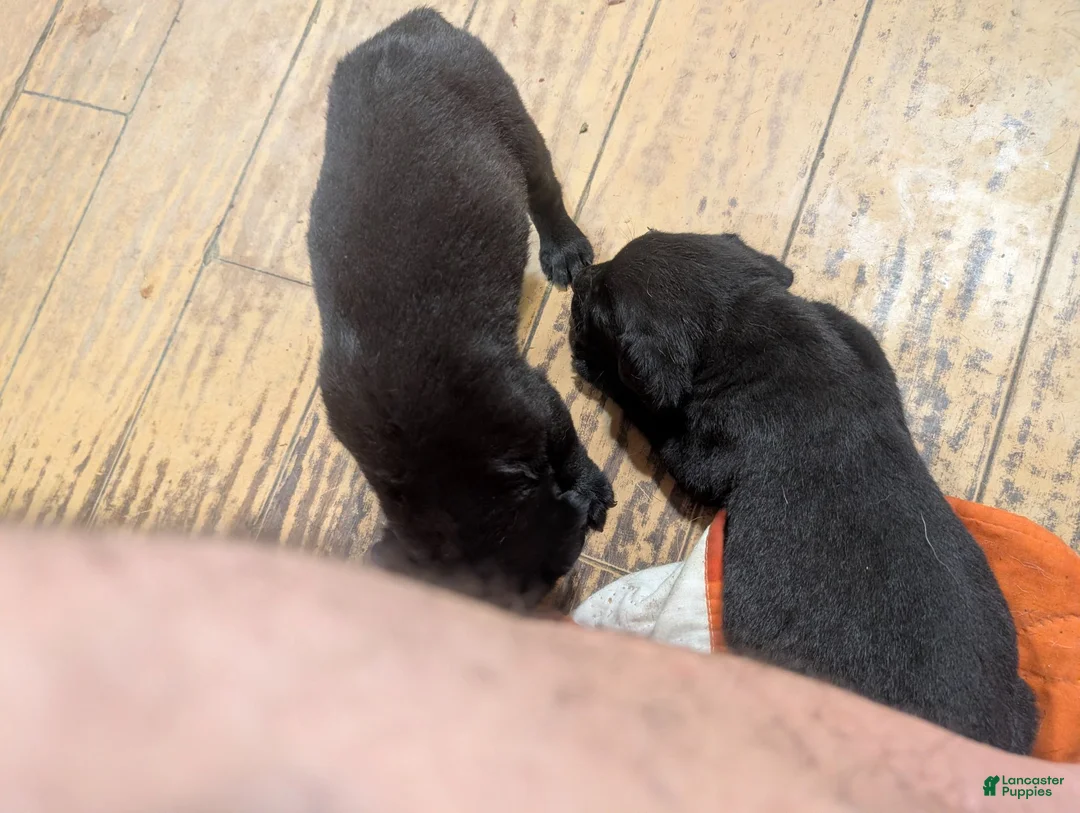 Mixed Breed dogs for sale: Black Bullmastador pup - Ad 1