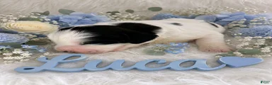 Luca