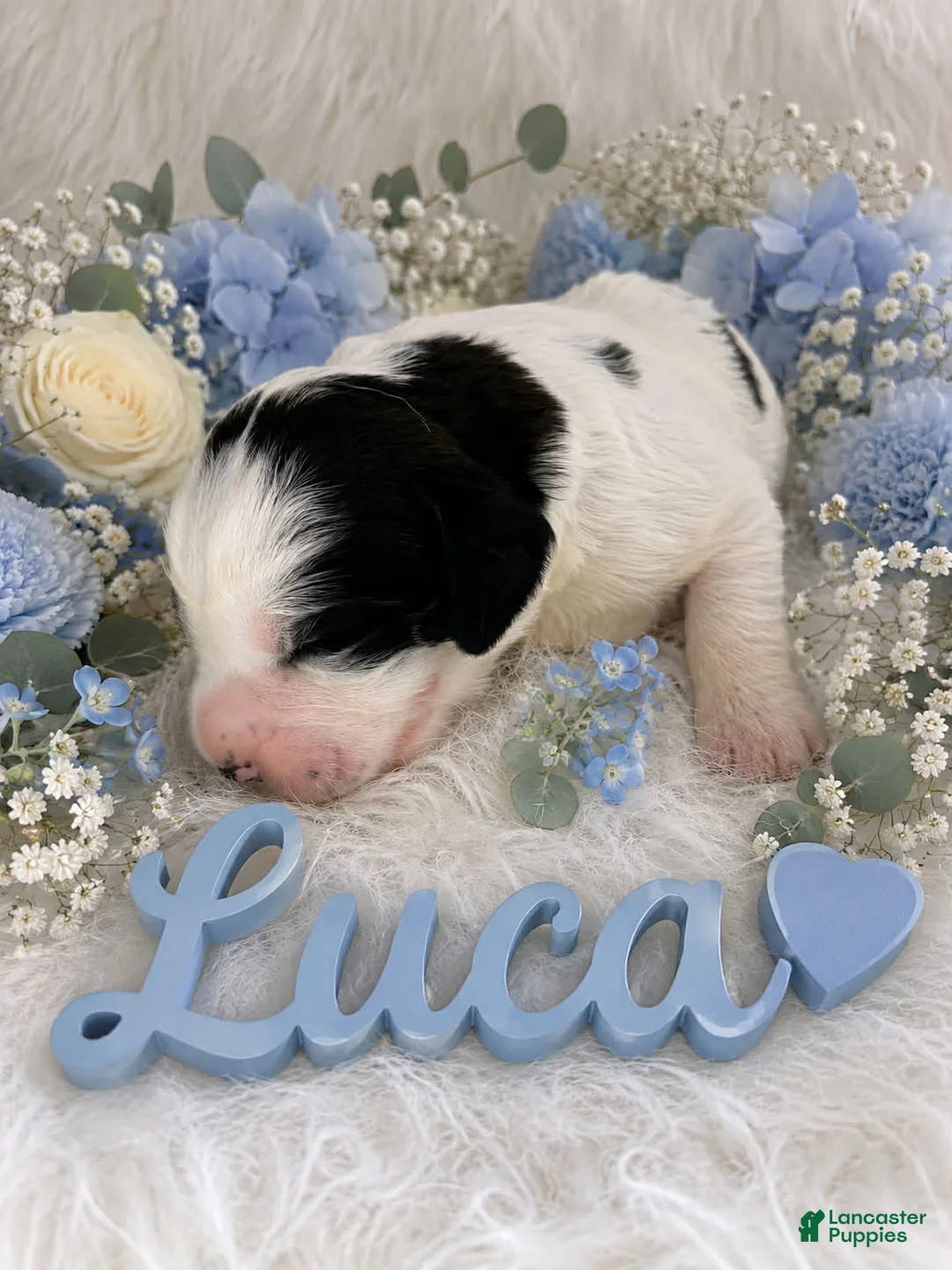 English Springer Spaniel dogs for sale: Luca - Ad 1