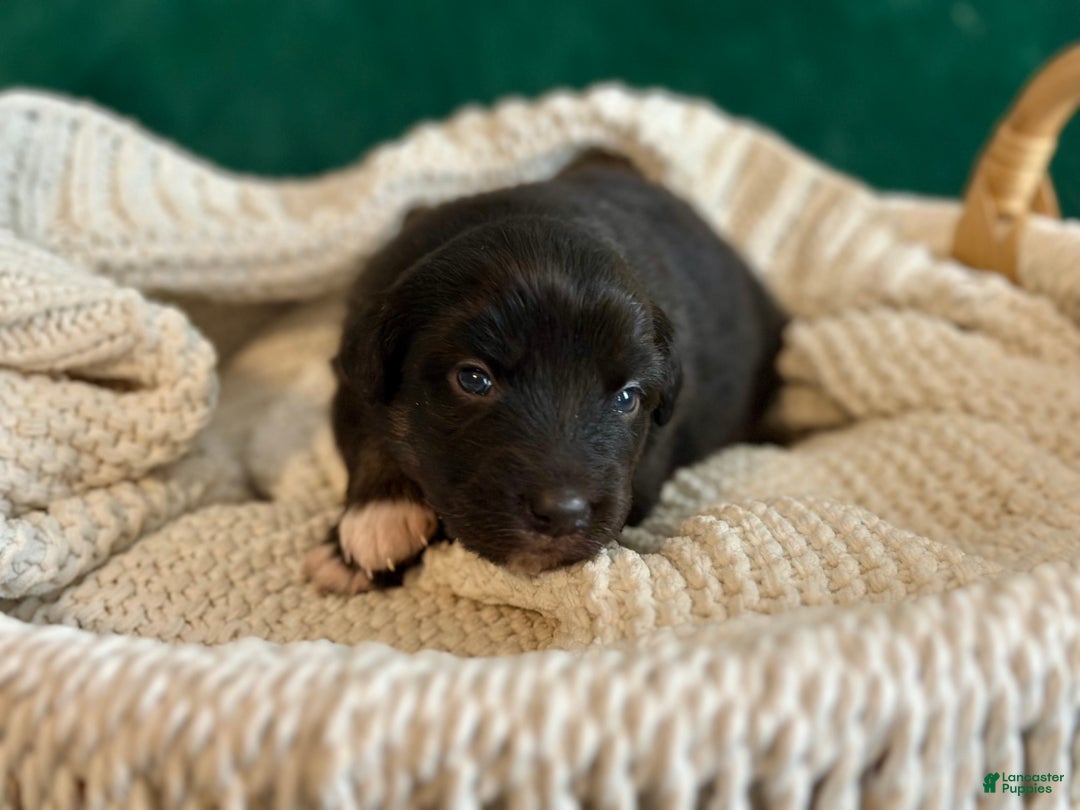 Australian Shepherd dogs for sale: Black Tri Female (Violet) - Ad 2