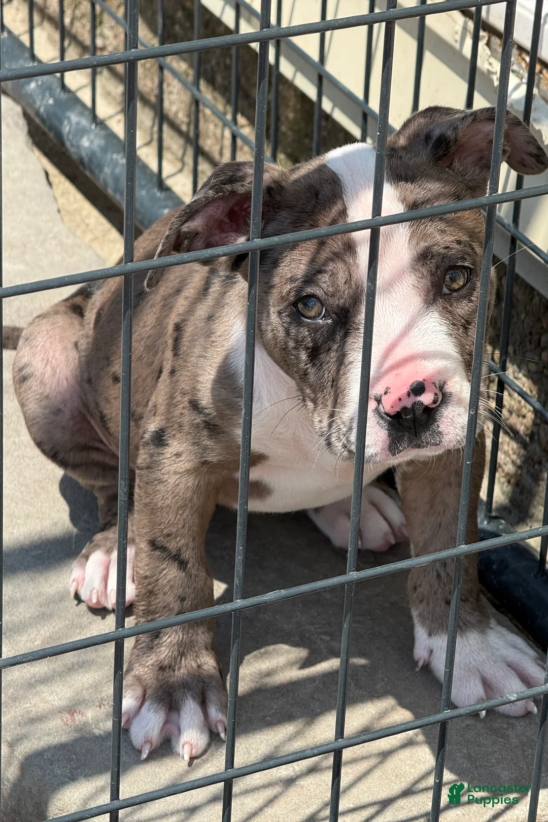 American Bully dogs for sale: Pearl - Ad 1