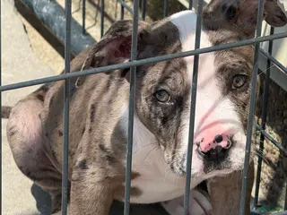 American Bully dogs for sale: Pearl - Ad 4