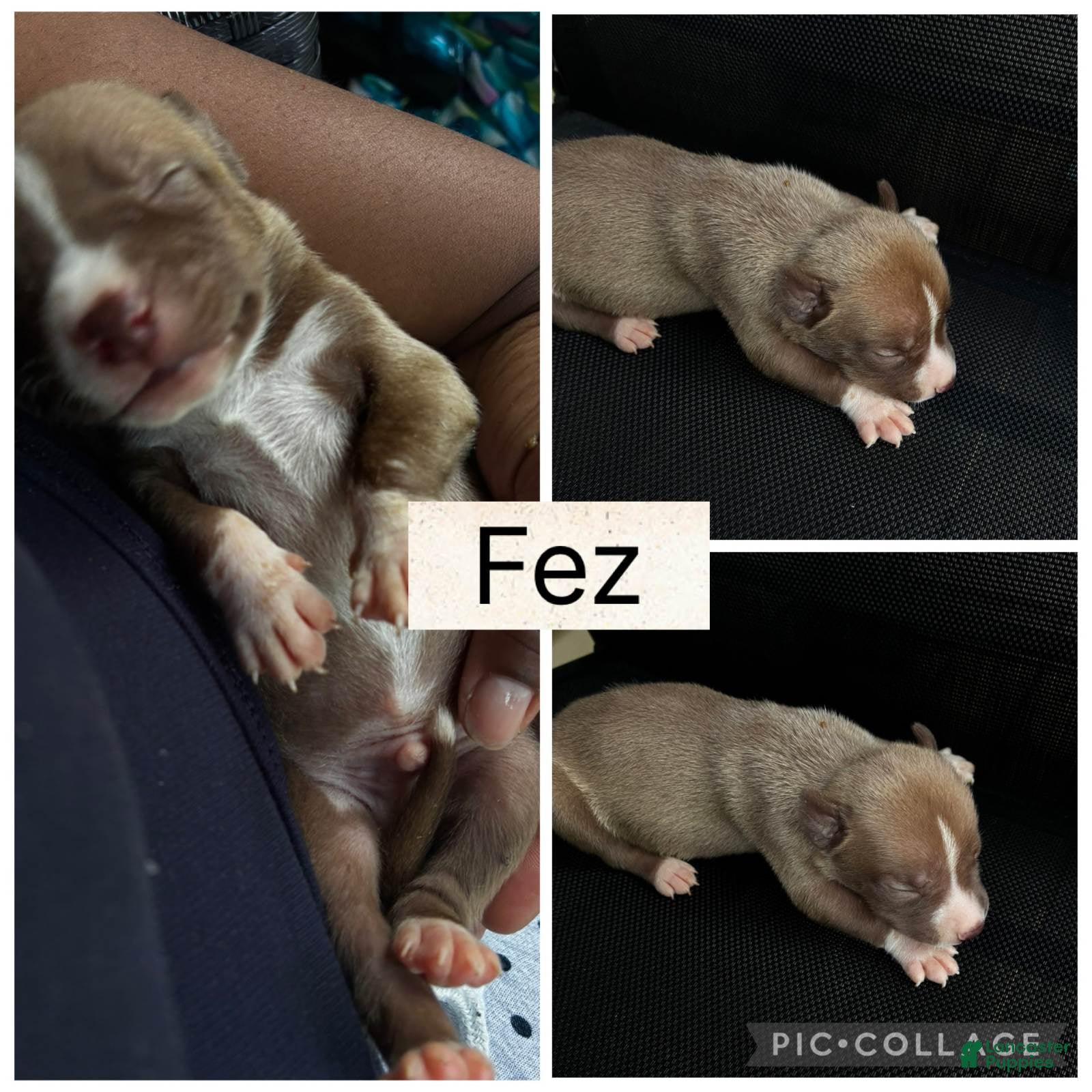 Fez