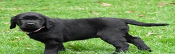 Labrador Retriever dogs for sale: Briella - Ad 5
