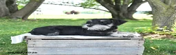 Miniature Schnauzer dogs for sale: Gavin - Ad 5