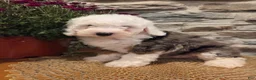 Mini Bernedoodle dogs for sale: ESME - FEMALE Mini Bernedoodle 4 - Ad 26