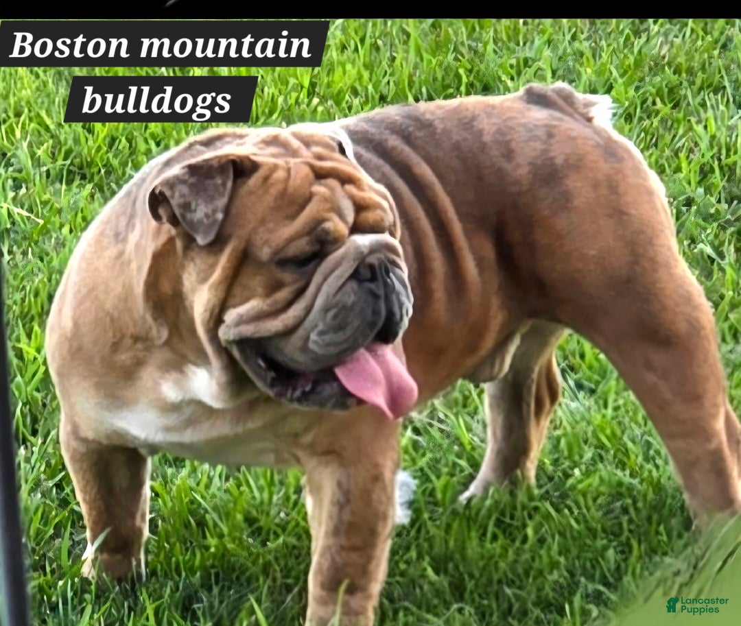 Mixed Breed dogs for sale: OLDE ENGLISH BULLDOG  - Ad 16