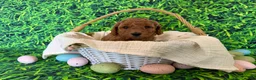 Mini Goldendoodle dogs for sale: Mint Collar  - Ad 7