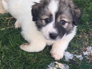 Great Pyrenees dogs Holly - Ad 27