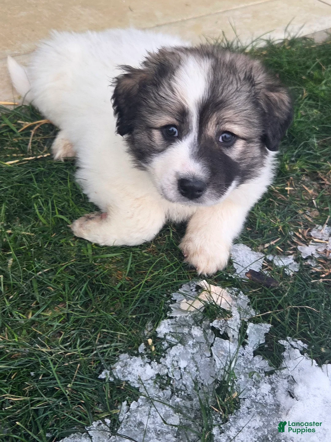 Great Pyrenees dogs for sale: Holly - Ad 1