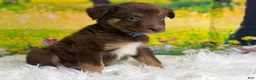 Australian Shepherd dogs for sale: Australian Shepherd Russ - Ad 14