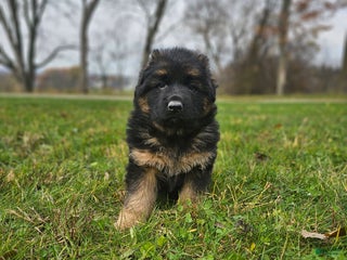 German Shepherd dogs - Ad 24