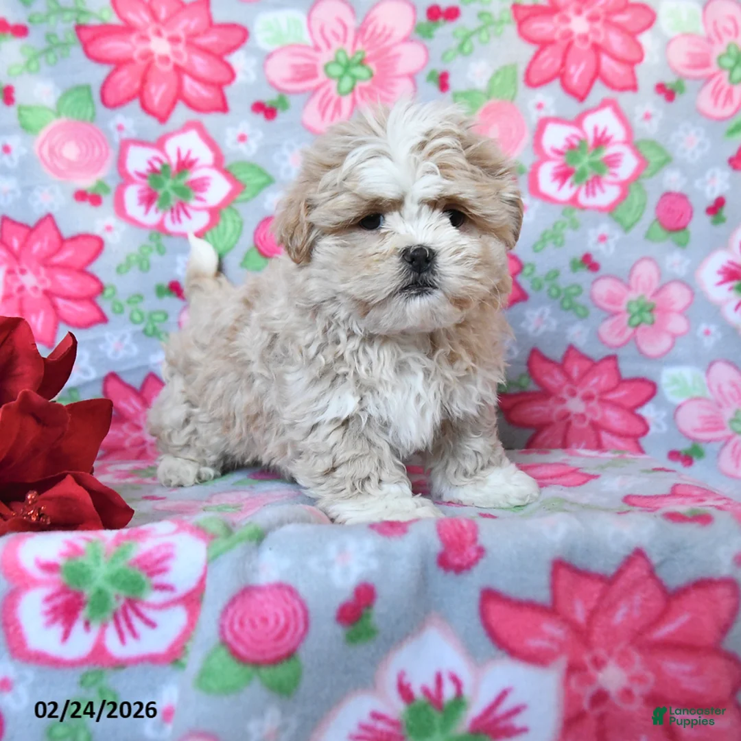 Teddy Bear dogs for sale: Colt - Ad 1