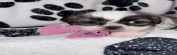 Shih Tzu dogs for sale: Cinnamon  - Ad 13