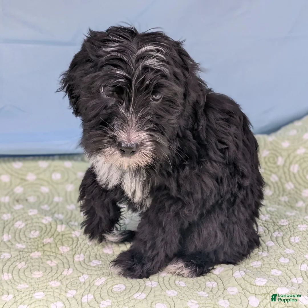 Mixed Breed dogs for sale: Bad Bunny - Ad 4