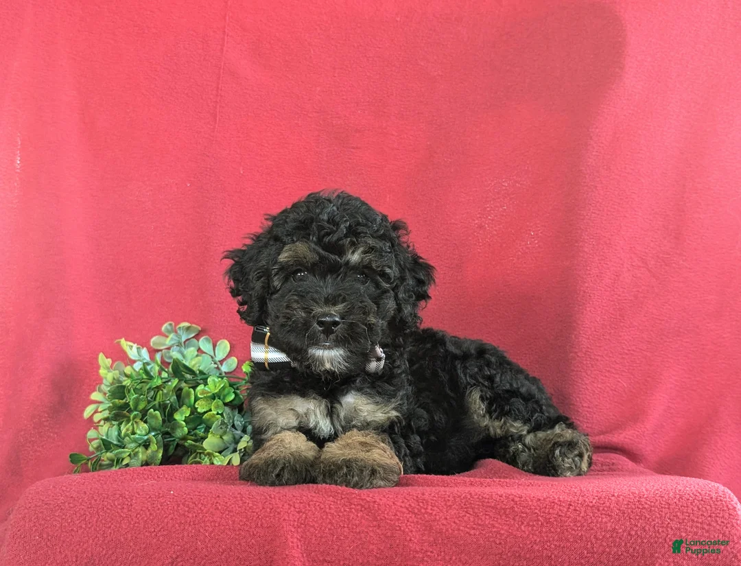 Bichpoo dogs for sale: Abram - Ad 5