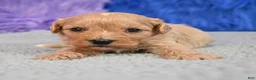 Cavapoo dogs for sale: Cavapoo 5 - Ad 29