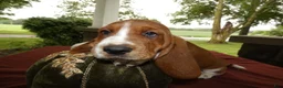 Basset Hound dogs for sale: Basset Hound 1 Rusty - Ad 2