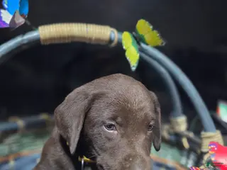 Labrador Retriever dogs Yellow collar - Ad 8