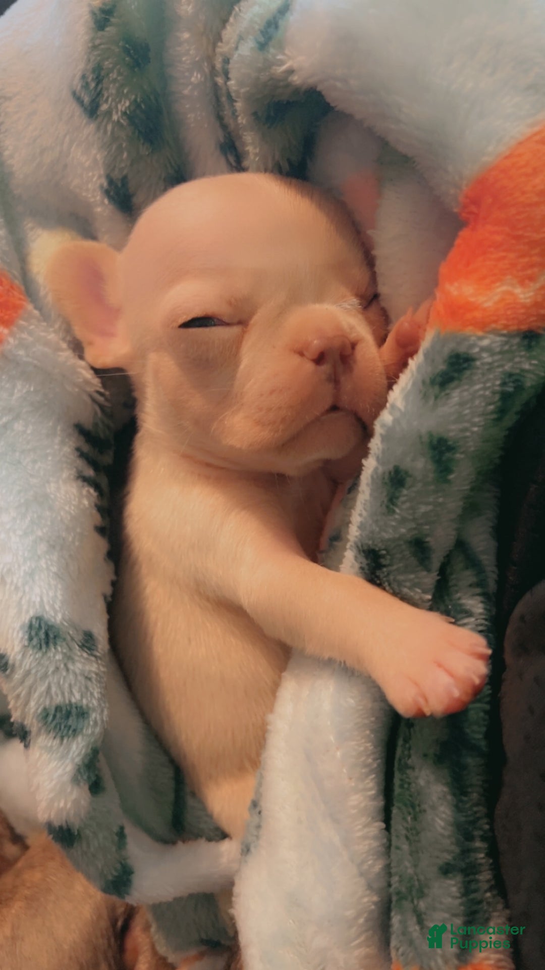 French Bulldog dogs for sale: Koia - Ad 5