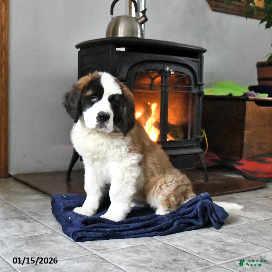 Saint Bernard dogs Clara - Ad 17