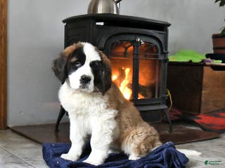 Saint Bernard dogs Clara - Ad 13