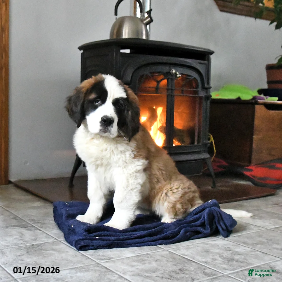 Saint Bernard dogs for sale: Clara - Ad 1