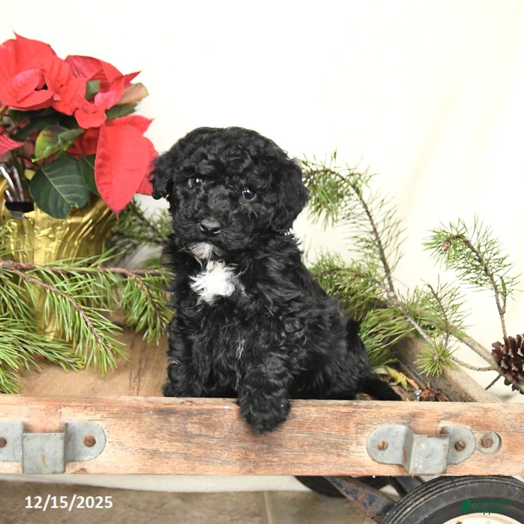 Sheltiedoodle dogs for sale: Shadow - Ad 4