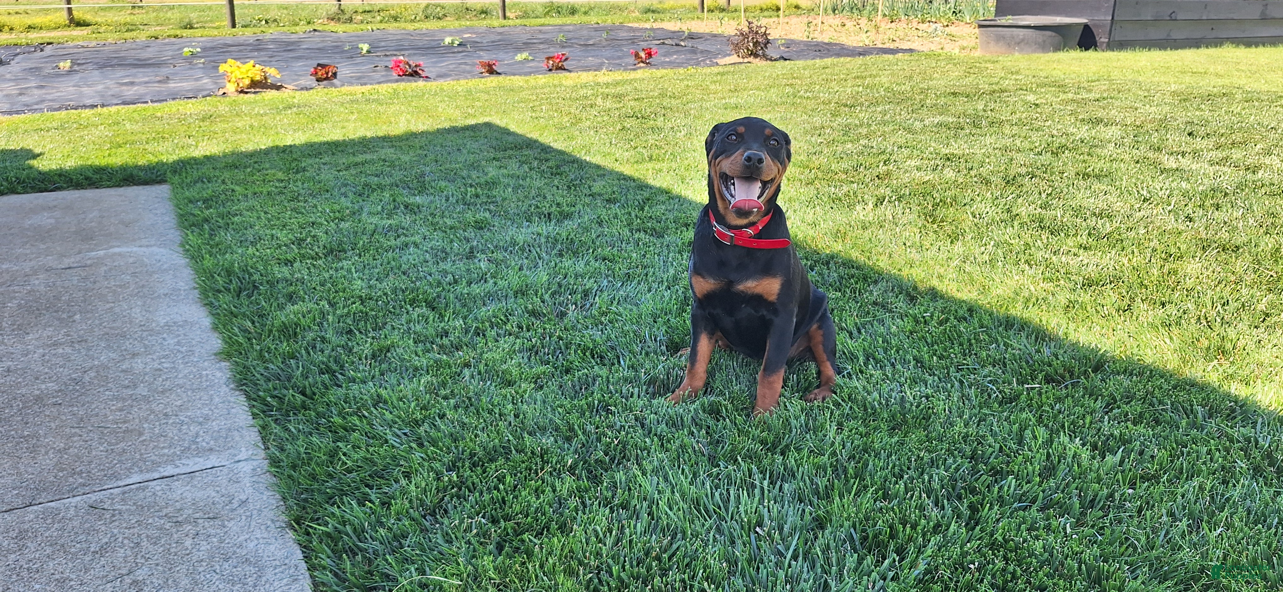 Mixed Breed dogs Lilly - Ad 2