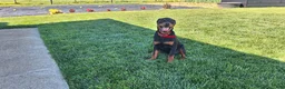 Mixed Breed dogs for sale: Lilly - Ad 2