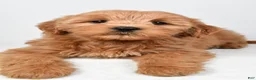 Mini Goldendoodle dogs for sale: Chloe - Ad 5